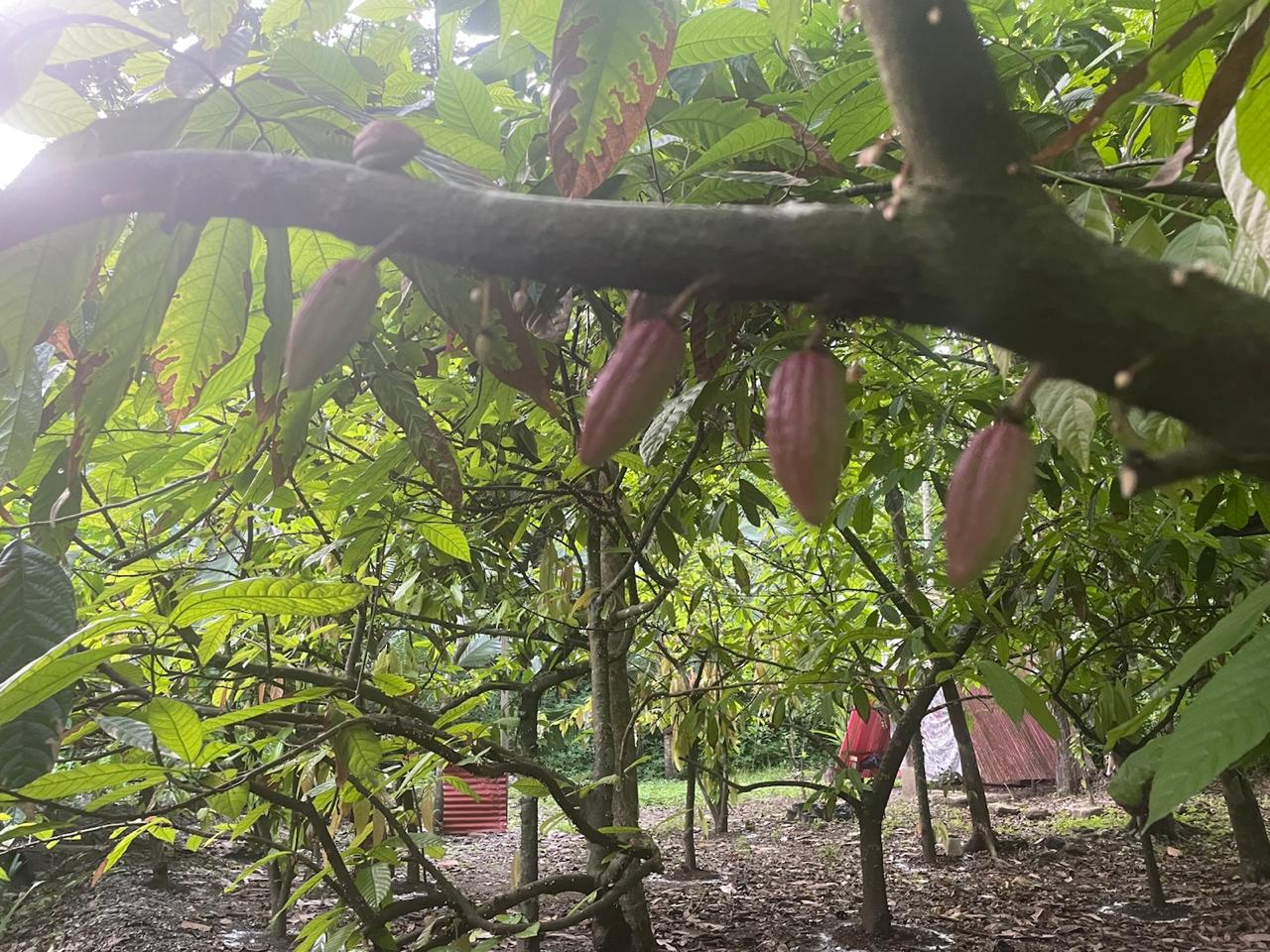 Cacao: From Plant to Ceremony